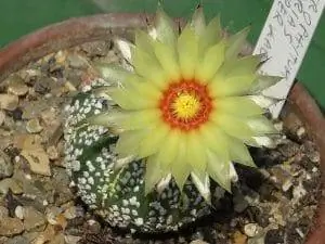 Astrophytum asterias не имеет колючек.