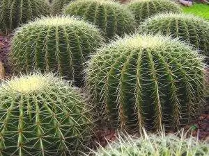Существует много видов круглых кактусов, и Echinocactus grusonii - один из них.