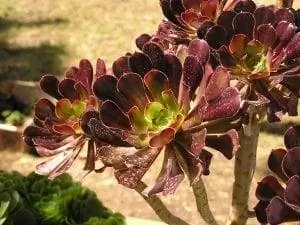Aeonium arboreum - быстрорастущий суккулент.