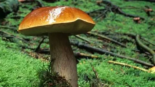 кулинарные грибы