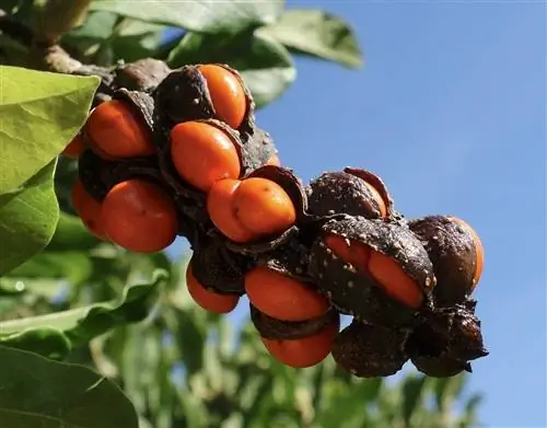 Семена магнолии красные