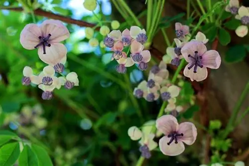 Akebia quinata - лиана с лиловыми цветками.