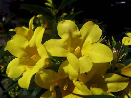 Jasminum humile - вечнозеленая лиана.