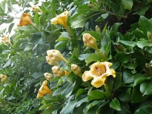 Solandra maxima - лиана с желтыми трубчатыми цветками.