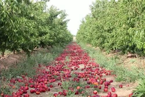 советы по выращиванию нектаринов