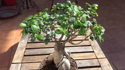 Уход и выращивание фикуса женьшеневого
