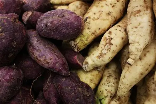 сладкая картошка