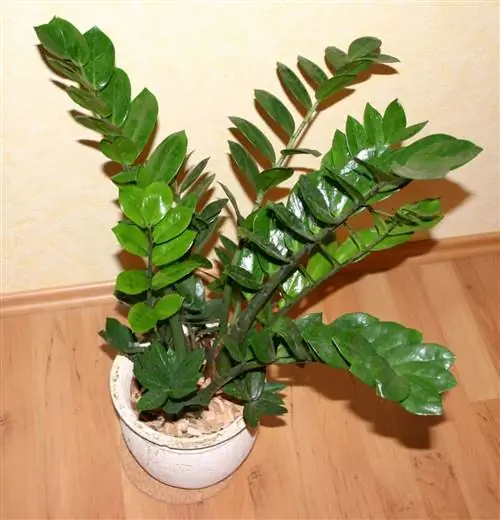 замиокулькас
