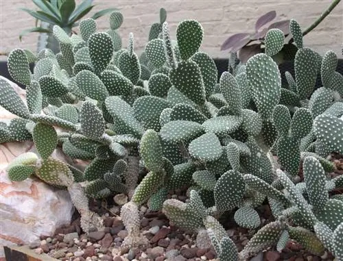 Opuntia microdasys - устойчивый кактус.