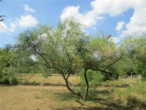Tamarix gallica, в саду