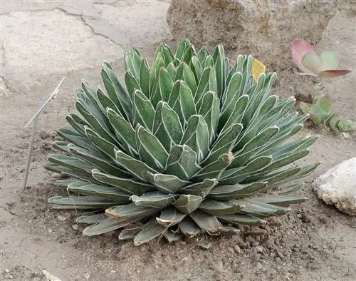 Agave victoriae reginae - устойчивое растение.
