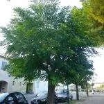 Мелия - устойчивое дерево