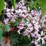 Цветки корицы розовые