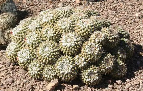 Mammillaria polythele представляет собой цилиндрический кактус.