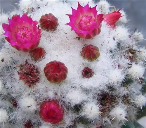 Шерсть Mammillaria polythele белая.