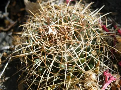 Mammillaria polythele - это кактус.