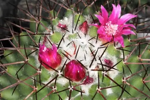 Уход за Mammillaria polythele
