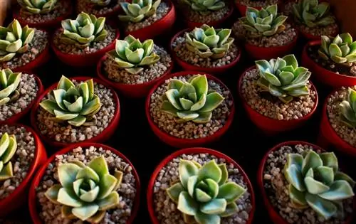 Количество воды имеет важное значение для суккулентов
