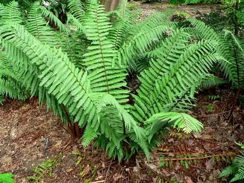 Dryopteris можно использовать как висячий папоротник.