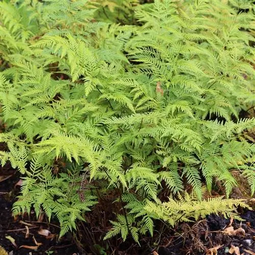 Pteris tremula - зеленый висячий папоротник.