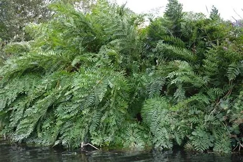 Osmunda regalis - висячее растение.