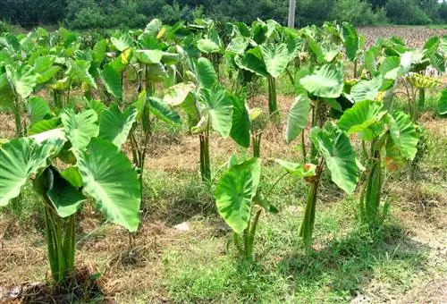 Маланга (Colocasia esculenta)