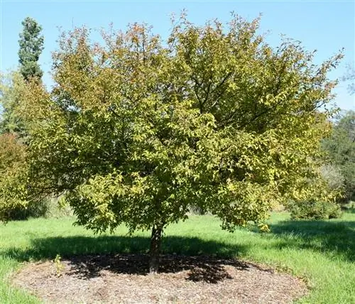 Prunus incisa - листопадное дерево без инвазивных корней.