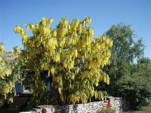Laburnum anagyroides - дерево для умеренного климата.