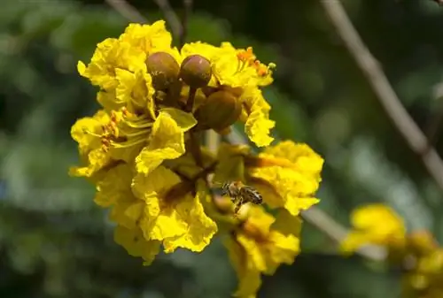 Желтый фламбоян (Peltophorum pterocarpum)