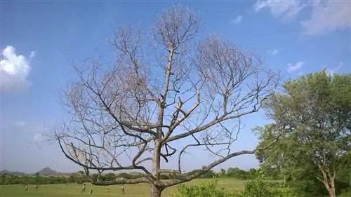 Можно сушить дерево хлоркой Можно сушить дерево хлоркой