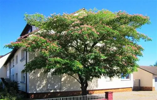 Albizia julibrissin - листопадное дерево. Albizia julibrissin - листопадное дерево.