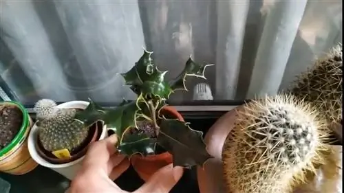 укоренить падуб
