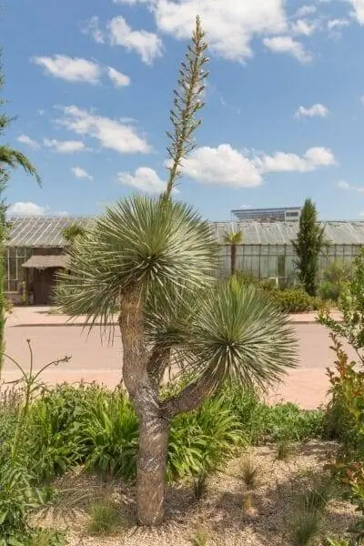 Yucca glorisoa - высокое уличное растение.