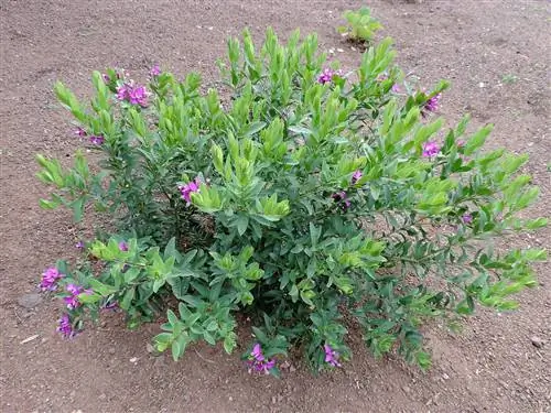 Полыгала - многолетний кустарник.