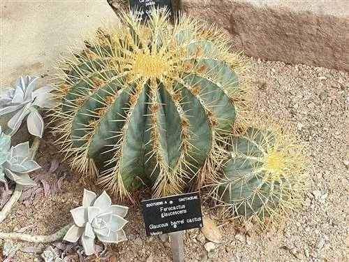 Ferocactus glaucescens - шаровидный кактус.