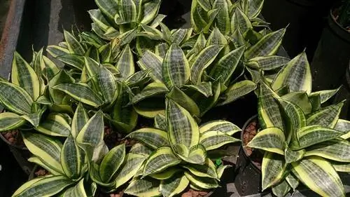 S. trifassciata 'Golden Hahnii'