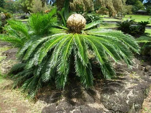 Cycas revoluta - разновидность ложного кустарника.