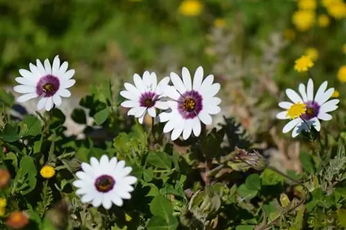 Dimorphotheca pluvialis - многолетнее травянистое растение.