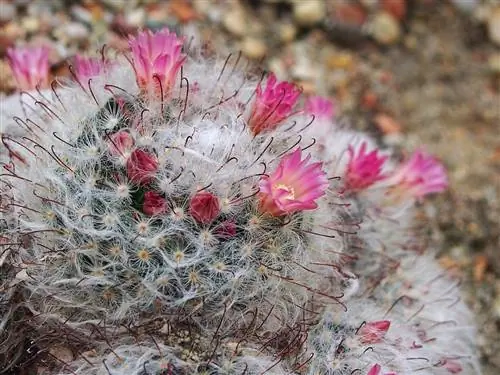 Mammillaria bocasana - небольшой кактус.
