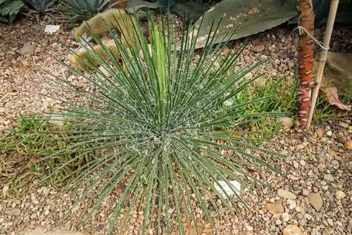 Agave boscii - растение с длинными тонкими листьями.