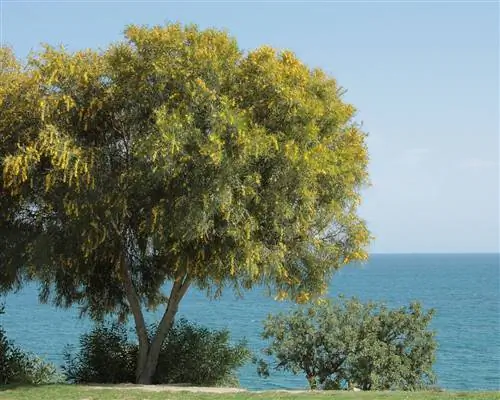 Acacia saligna быстро растет