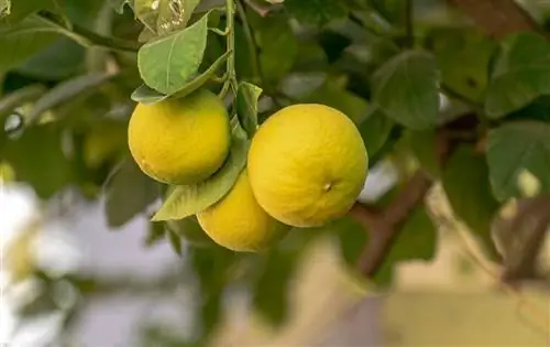 Лимонное дерево - вечнозеленое плодовое дерево.