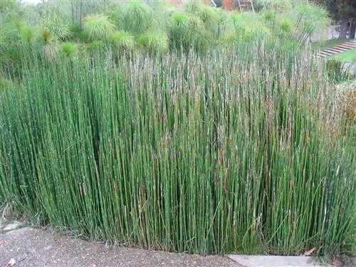 Equisetum hyemale - быстрорастущее растение.