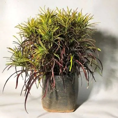 Занзибарский кротон представляет собой небольшой кустарник.