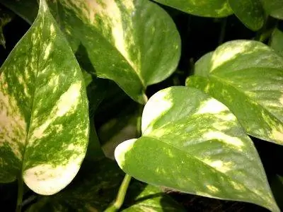 Pothos - подвесной альпинист, который можно поставить в коридоре.