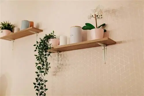 Комнатные растения для прихожей