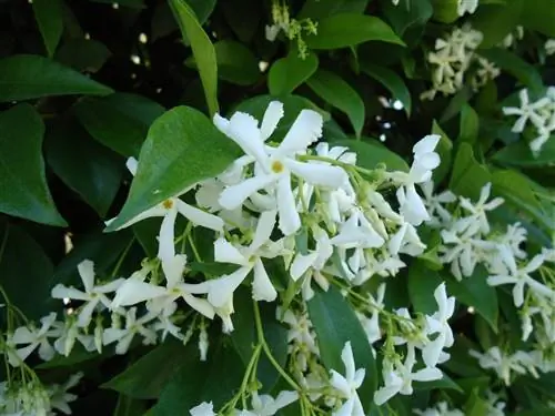 Trachelospermum jasminoides - растение зимнего сада с белыми цветками.