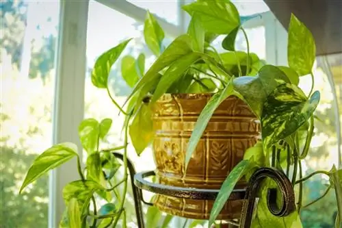 Pothos очень интересно иметь дома