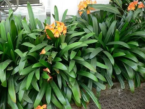 Clivia miniata - растение с удлиненными листьями.
