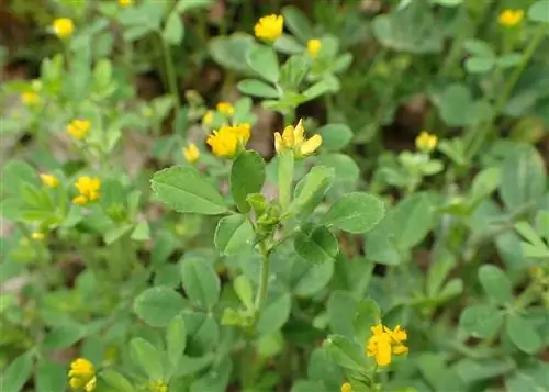 Medicago polymorpha - дикорастущее растение. Medicago polymorpha - дикорастущее растение.